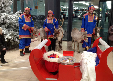 Les rennes du pere noel en traineau et ses lapons pour animation en ville ou centre commercial