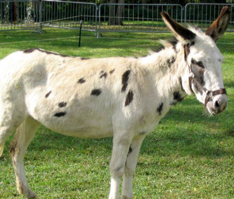 Parc des anes pour balades dans la nature