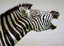 Zebre hennissant dans une menagerie de cirque