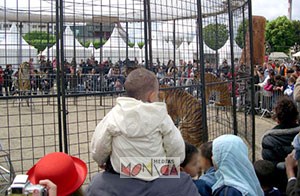 La cage aux fauves d'un cirque en plein air sous le regard des familles et de jeunes spectateurs