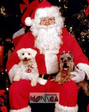 Vrai pere noel en costume sur son trone devant un sapin posant pour des photos avec deux petits chiens